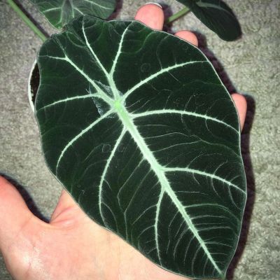 Лот: 17162465. Фото: 1. Алоказия «Black Velvet». Горшечные растения и комнатные цветы