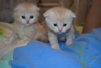 Лот: 2795434. Фото: 1. британские котята. Кошки, котята