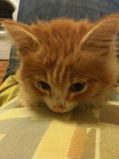 Лот: 3365924. Фото: 1. Рыжий веселый обормот. Кошки, котята