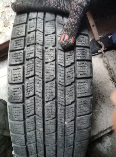 Лот: 10460177. Фото: 1. R14 4x100 4х114.3 dunlop. Шины на дисках