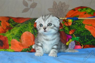Лот: 5862389. Фото: 1. Шотландцы прямоушки и вислоушки. Кошки, котята