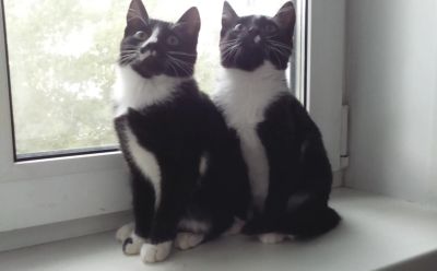 Лот: 11776503. Фото: 1. Котята. Кошки, котята