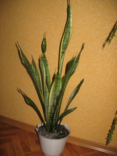 Лот: 11888601. Фото: 1. Сансевиерия трехполосная комн... Горшечные растения и комнатные цветы