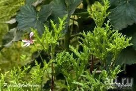 Лот: 18482658. Фото: 1. Душистая пеларгония "p. Рseudoglutinosum... Горшечные растения и комнатные цветы