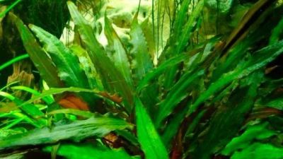 Лот: 8952080. Фото: 1. Криптокорина Родственная (Cryptocoryne... Водные растения