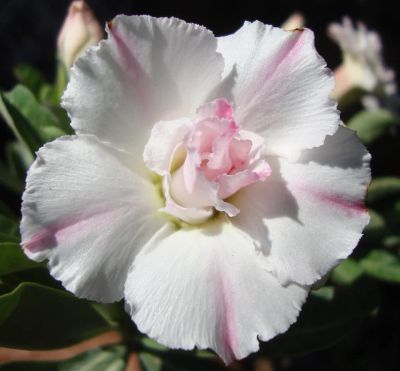 Лот: 4038525. Фото: 1. Sang Chun Adenium. Горшечные растения и комнатные цветы