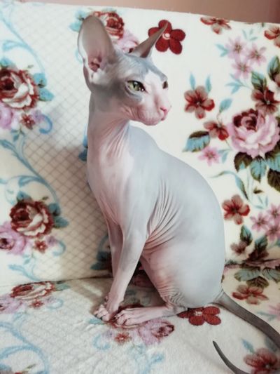 Лот: 15843206. Фото: 1. Кот донской сфинкс. Кошки, котята