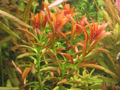 Лот: 5866134. Фото: 1. Rotala "Sanset" (Ammania sp. Sulawesi... Водные растения