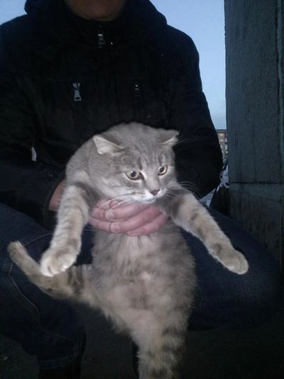 Лот: 4858339. Фото: 1. Кошка (почти британка) и котенок-тигренок... Кошки, котята