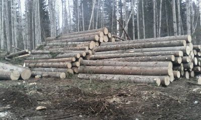 Лот: 15126844. Фото: 1. Круглый лес. Древесина, пиломатериал
