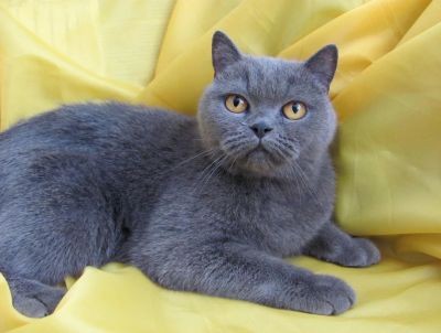 Лот: 8587443. Фото: 1. Британская кошка. Кошки, котята