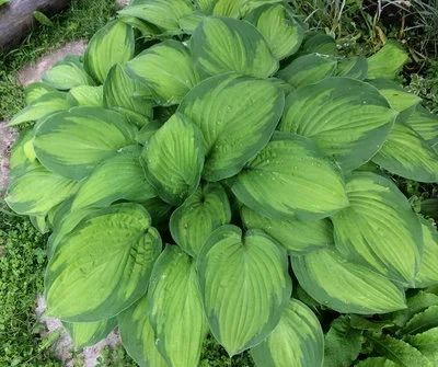 Лот: 17667617. Фото: 1. хоста Мидвест Мэджик (hosta Midwest... Садовые цветы