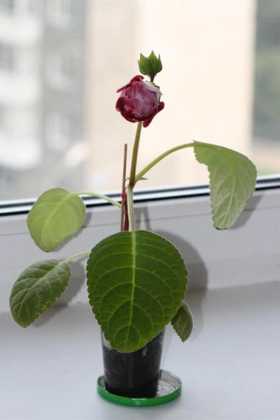 Лот: 3047439. Фото: 1. Глоксиния 8 (цветёт). Горшечные растения и комнатные цветы