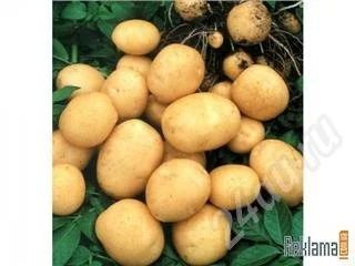 Лот: 527468. Фото: 1. продам картофель (андрета, свежий... Другое (семена, рассада, садовые растения)