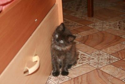 Лот: 2915535. Фото: 1. Котята!!!. Кошки, котята