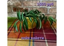 Лот: 18352909. Фото: 1. Хойя вайети. Горшечные растения и комнатные цветы
