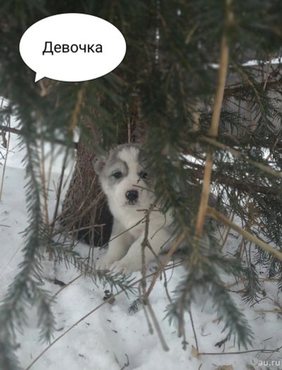 Лот: 15311448. Фото: 1. Щенки алабаи сао. Собаки, щенки