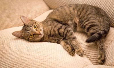Лот: 6739842. Фото: 1. Кошечка Мурка!!. Кошки, котята