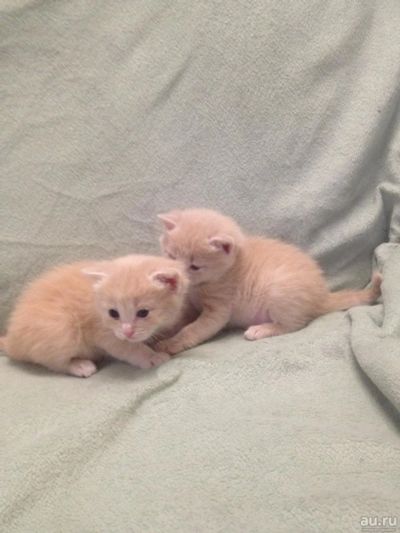Лот: 8751939. Фото: 1. Отдам замечательных котят в хорошие... Кошки, котята