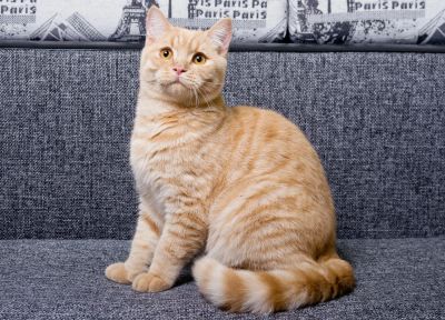 Лот: 3726431. Фото: 1. Кремовый котик -Lexus. Кошки, котята