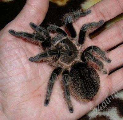 Лот: 1525147. Фото: 1. Паук-птицеед Brachypelma albopilosum4см. Остальные животные