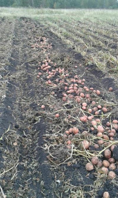 Лот: 6100600. Фото: 1. Картофель нового урожая (1 сетка... Картофель