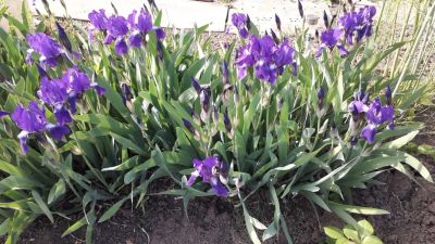 Лот: 16230231. Фото: 1. Ирисы фиолетовые высотой 40 см. Садовые цветы