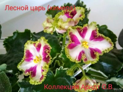 Лот: 13343308. Фото: 1. Фиалка химера Лесной царь, пасынок. Горшечные растения и комнатные цветы