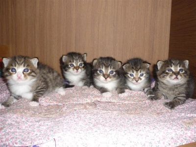 Лот: 1296293. Фото: 1. Отдам Пушистиков в хорошие руки... Кошки, котята