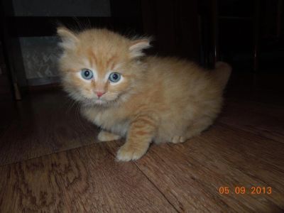 Лот: 3145902. Фото: 1. Рыжий котенок-мальчик. Кошки, котята