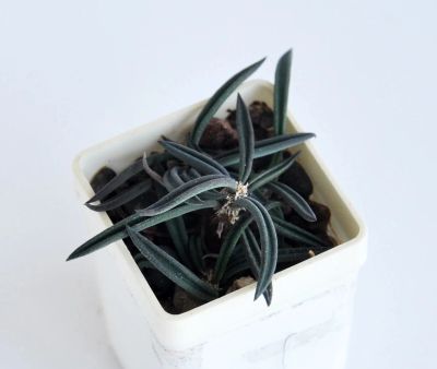 Лот: 9507668. Фото: 1. Молочай (Euphorbia cylindrifolia... Горшечные растения и комнатные цветы