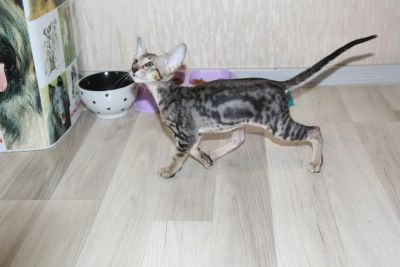 Лот: 8082485. Фото: 1. Мраморный ориентальный котик. Кошки, котята