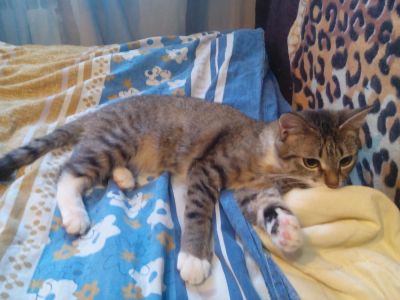 Лот: 10849728. Фото: 1. кошечка. Кошки, котята