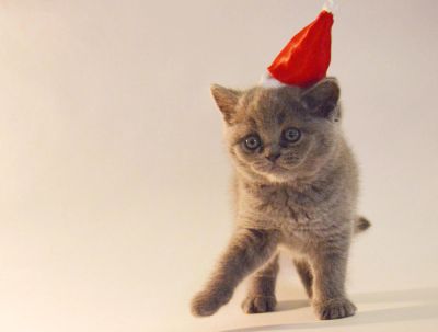 Лот: 4781764. Фото: 1. Британский котенок чистокровный. Кошки, котята