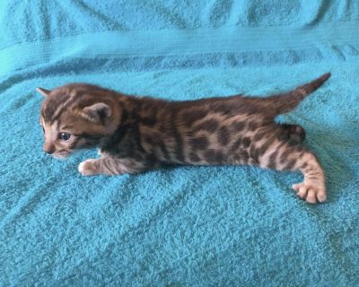 Лот: 7394402. Фото: 1. Бенгальские котята от чемпионов. Кошки, котята