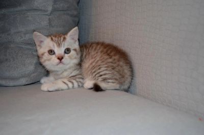 Лот: 7222473. Фото: 1. Прямоухий шотландец))). Кошки, котята
