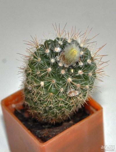 Лот: 9690123. Фото: 1. Кактус Parodia cardenassii. Горшечные растения и комнатные цветы
