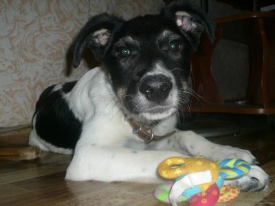 Лот: 4687409. Фото: 1. Костик:). Собаки, щенки