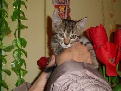 Лот: 6364932. Фото: 1. котенок 1. Кошки, котята