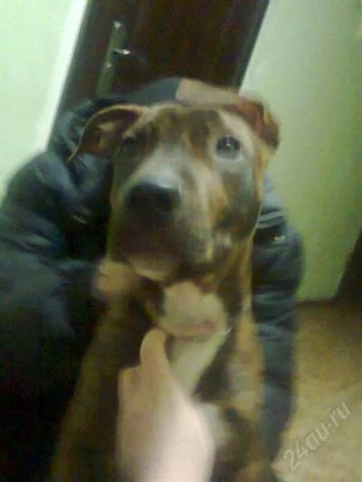 Лот: 2461769. Фото: 1. Породистый пес) СРЧН, СМОТ, ЛОТ... Собаки, щенки