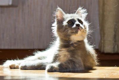 Лот: 2919559. Фото: 1. Солнечная котейка!. Кошки, котята