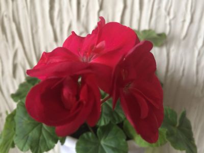 Лот: 12050873. Фото: 1. Пеларгония Bold Carmine. Горшечные растения и комнатные цветы