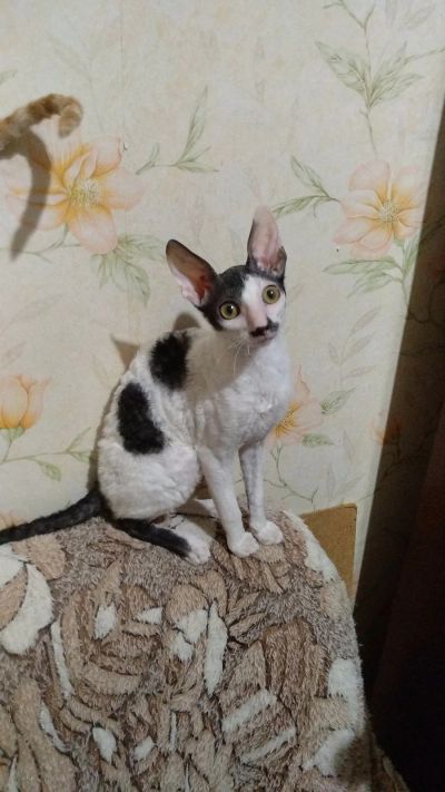 Лот: 15708587. Фото: 1. Котенок корниш-рекс. Кошки, котята
