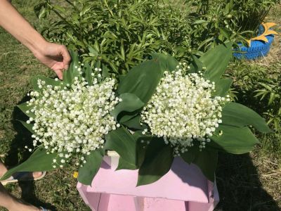 Лот: 11654450. Фото: 1. Букеты из ландышей для любимых. Свежие цветы