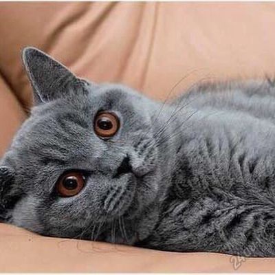 Лот: 5683331. Фото: 1. Британская кошечка. Кошки, котята