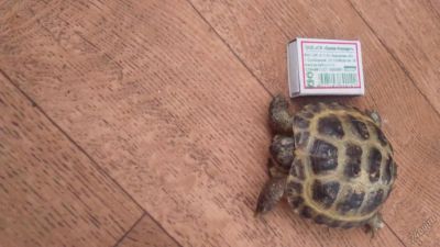 Лот: 6135760. Фото: 1. приму в дар черепаху сухопутную. Остальные животные