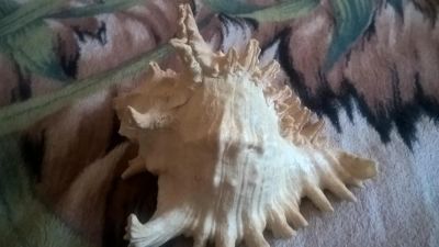 Лот: 11154064. Фото: 1. морская ракушка. Грунты, украшения, наполнения