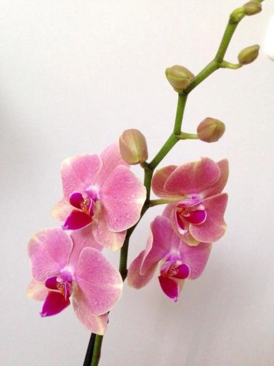 Лот: 6322150. Фото: 1. Орхидея цветущая редкого окраса. Горшечные растения и комнатные цветы