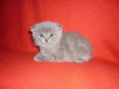 Лот: 5764063. Фото: 1. Шотландские вислоухие котята. Кошки, котята