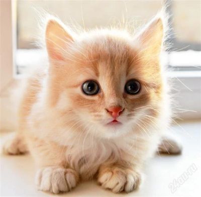 Лот: 2365532. Фото: 1. Рыжий ангорский котенок. Кошки, котята